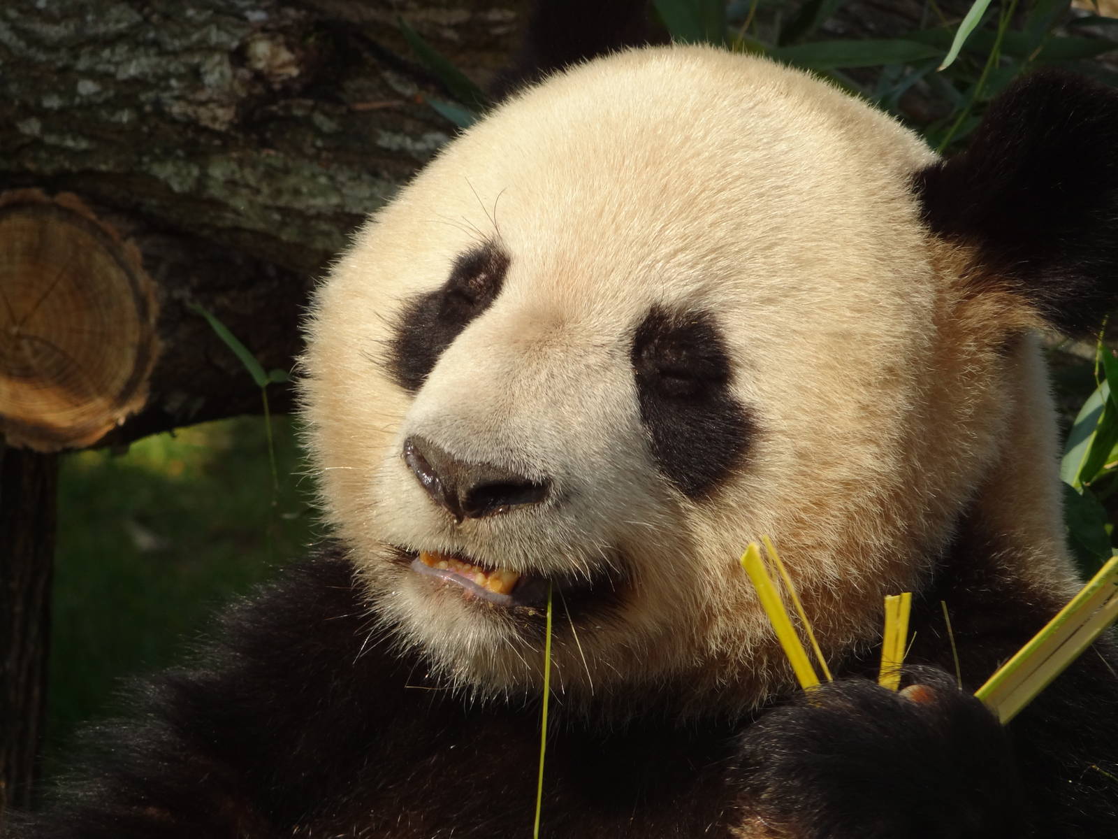 Giant panda (Ailuropoda melanoleuca)