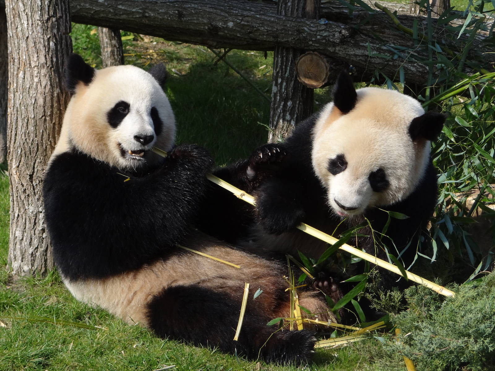 Giant panda (Ailuropoda melanoleuca)