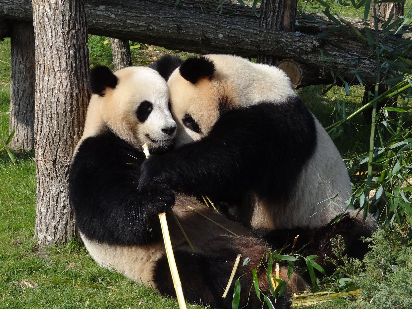 Giant panda (Ailuropoda melanoleuca)