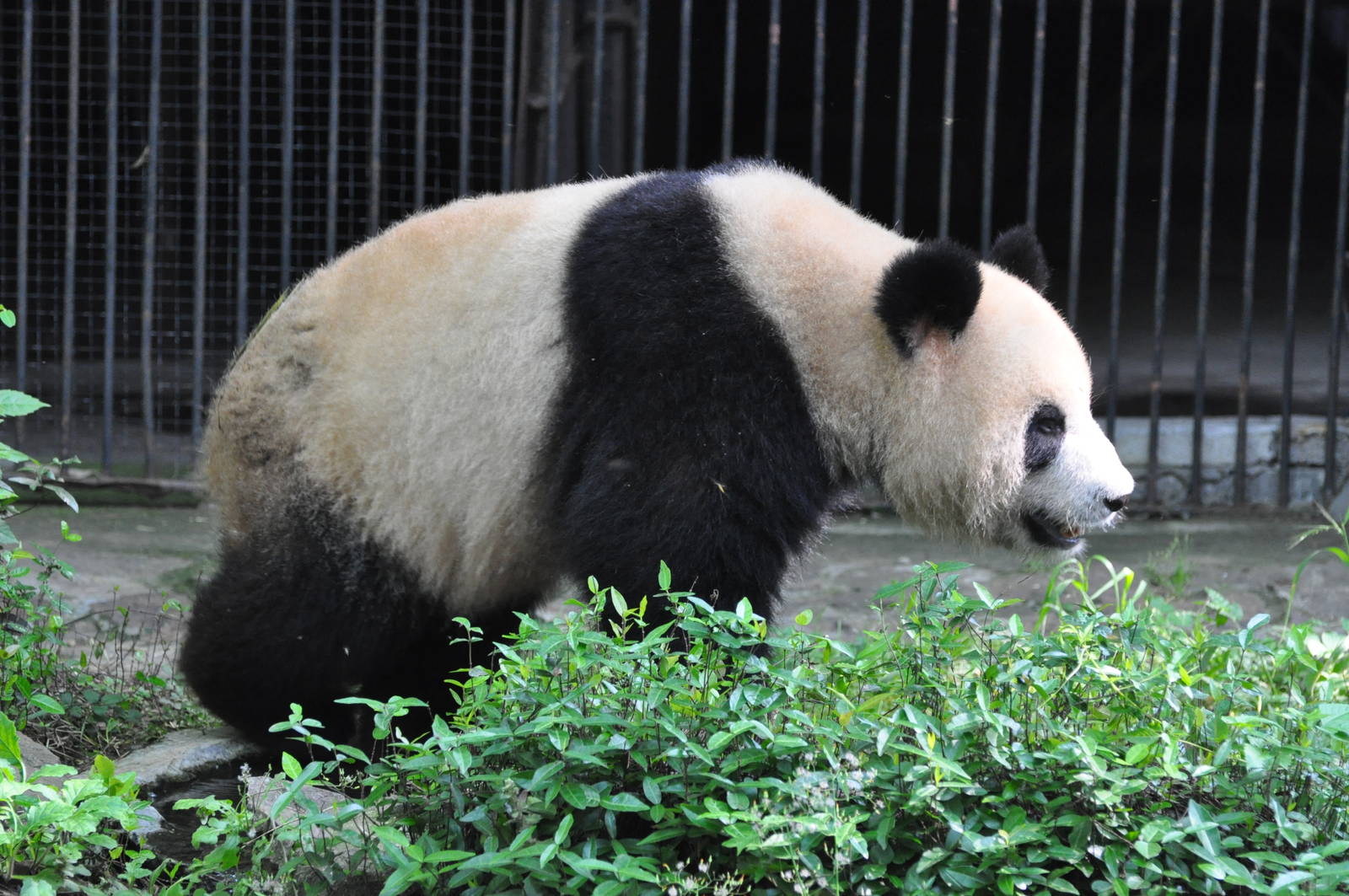 Giant panda/ Ailuropoda melanoleuca