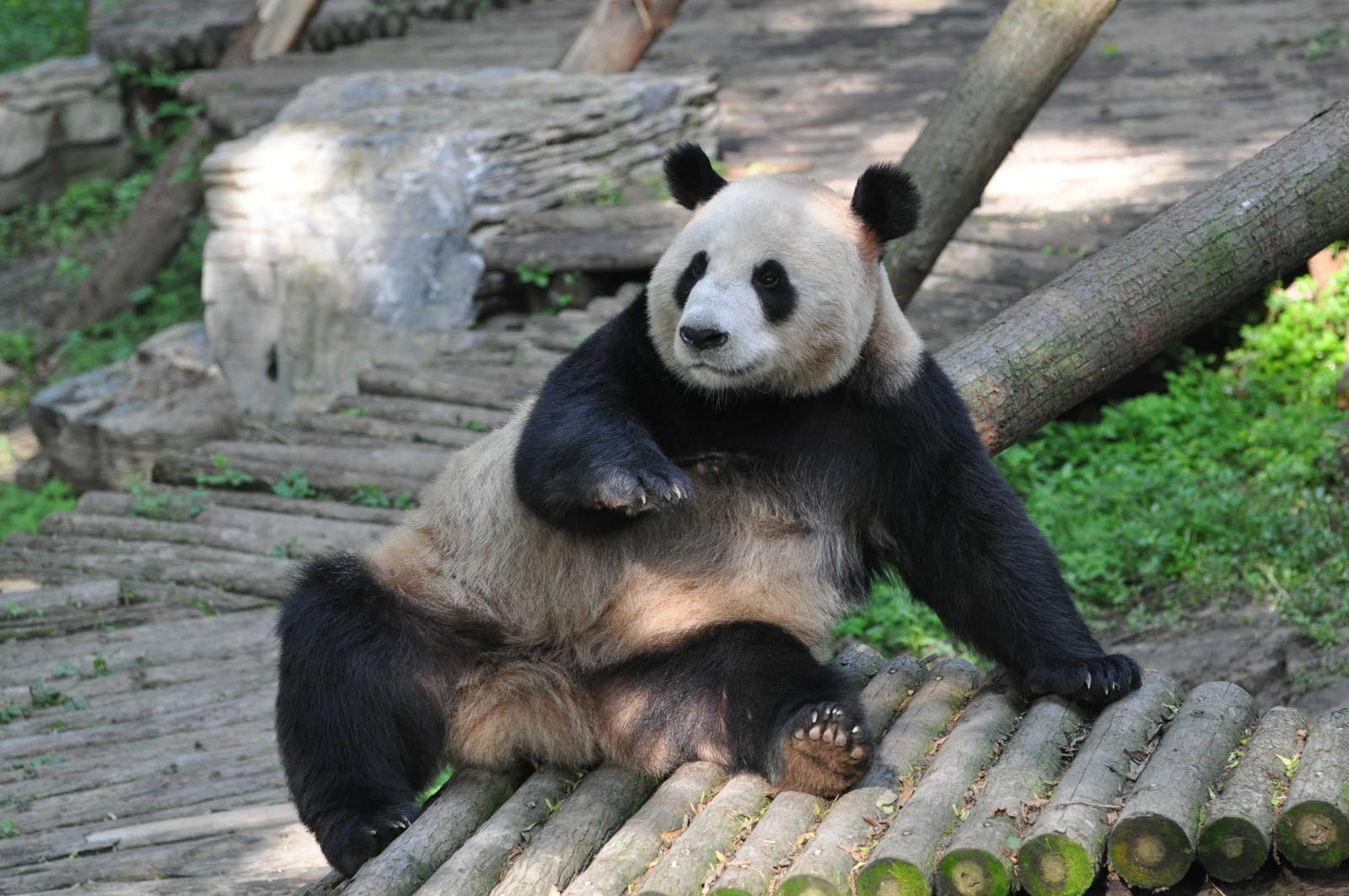 Giant panda/ Ailuropoda melanoleuca