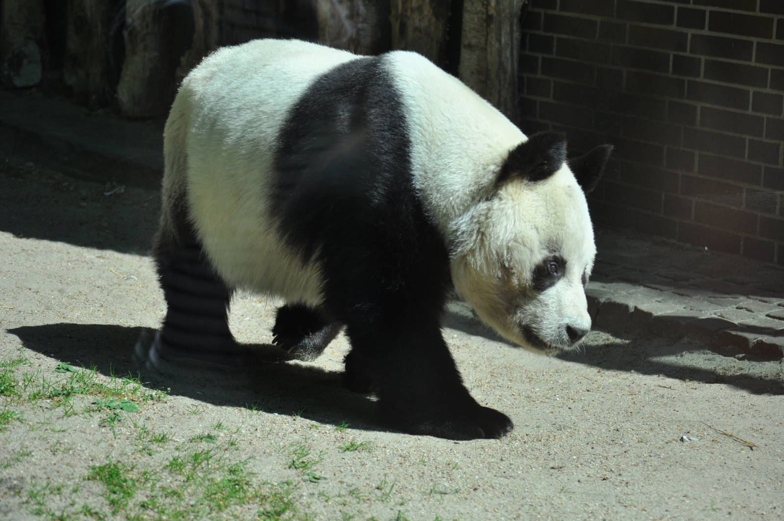Giant panda (Ailuropoda melanoleuca)