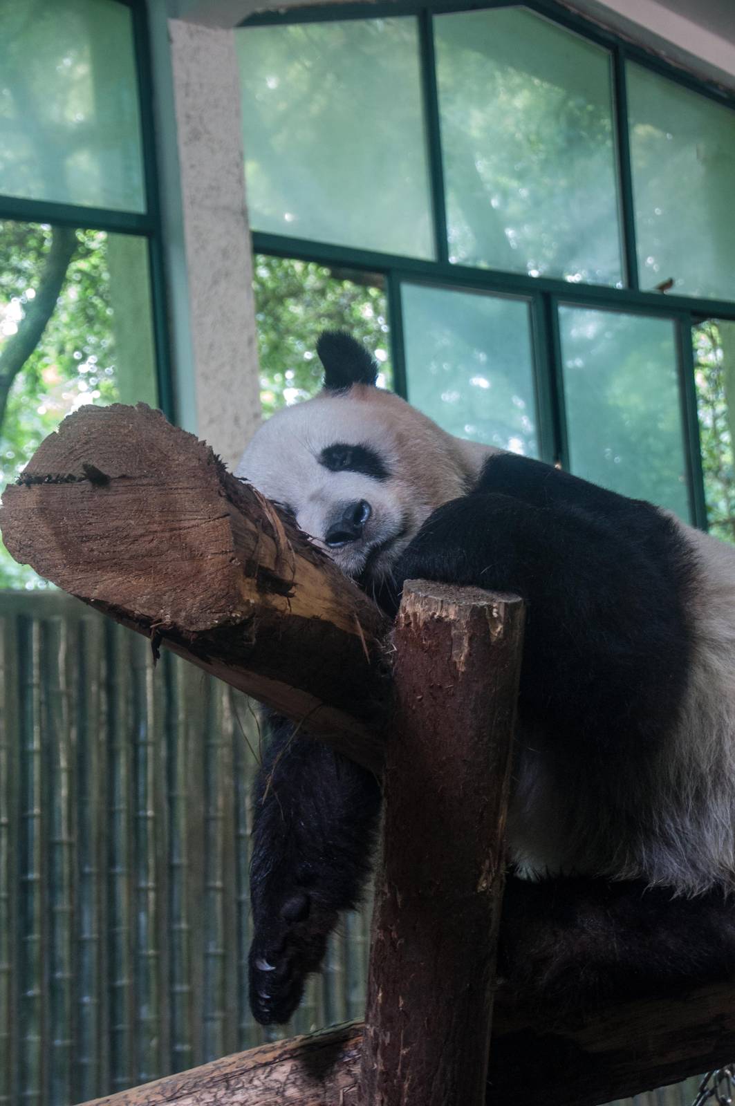 Giant Panda - Ailuropoda melanoleuca