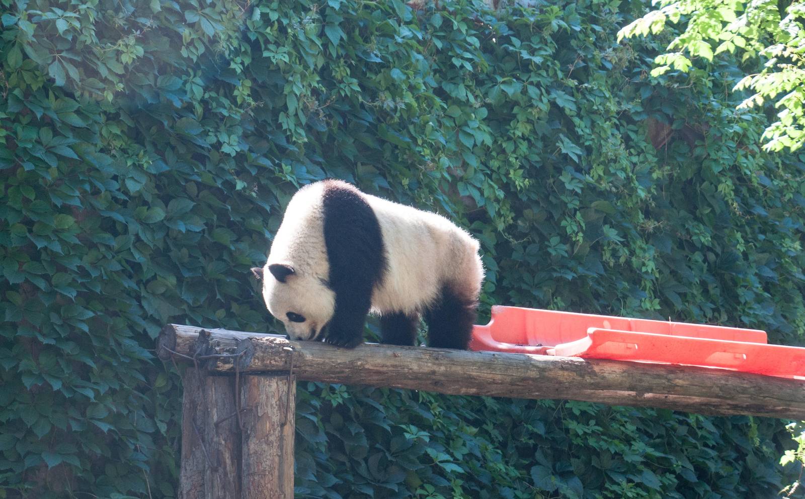Giant Panda - Ailuropoda melanoleuca