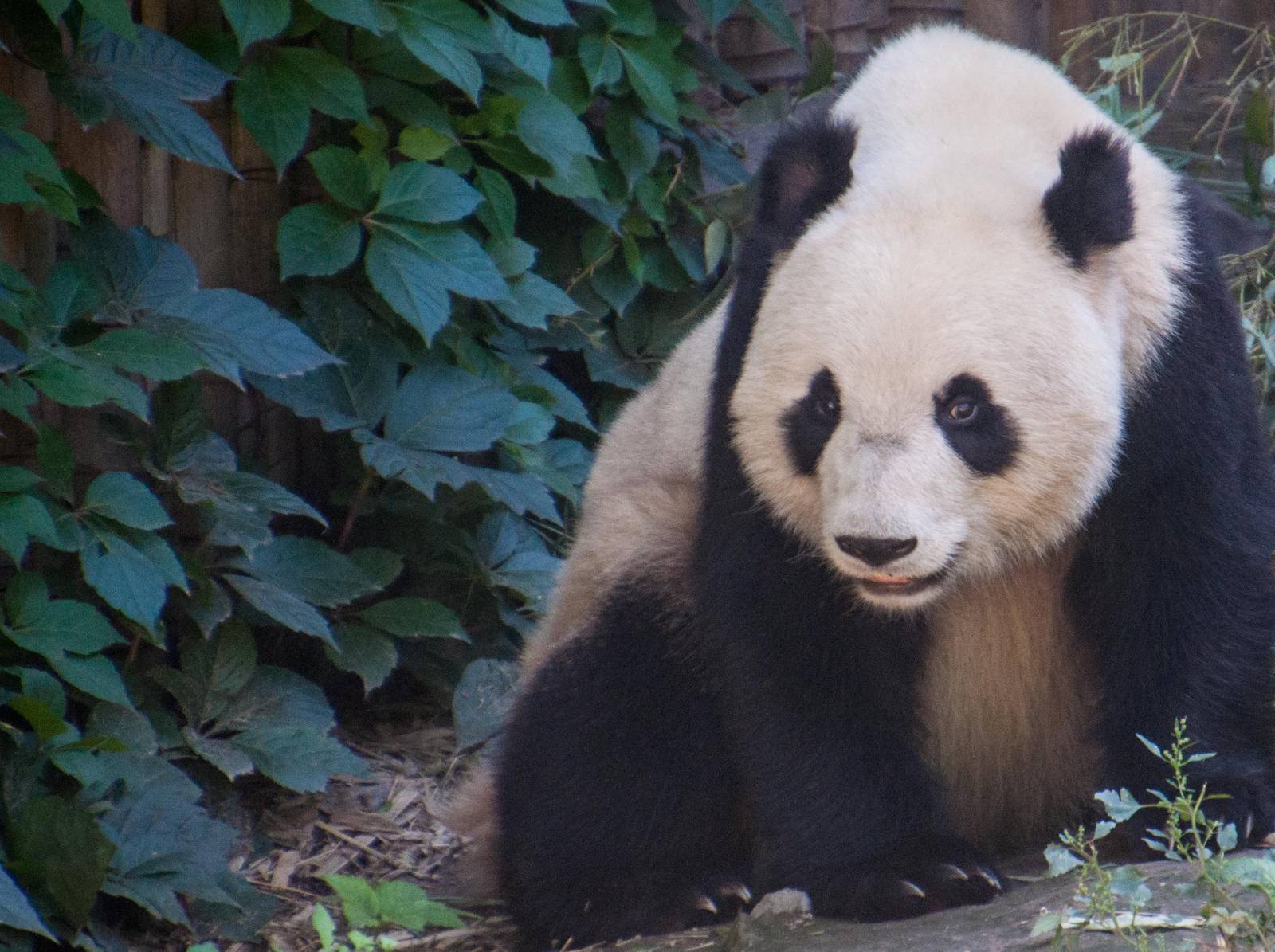 Giant Panda - Ailuropoda melanoleuca