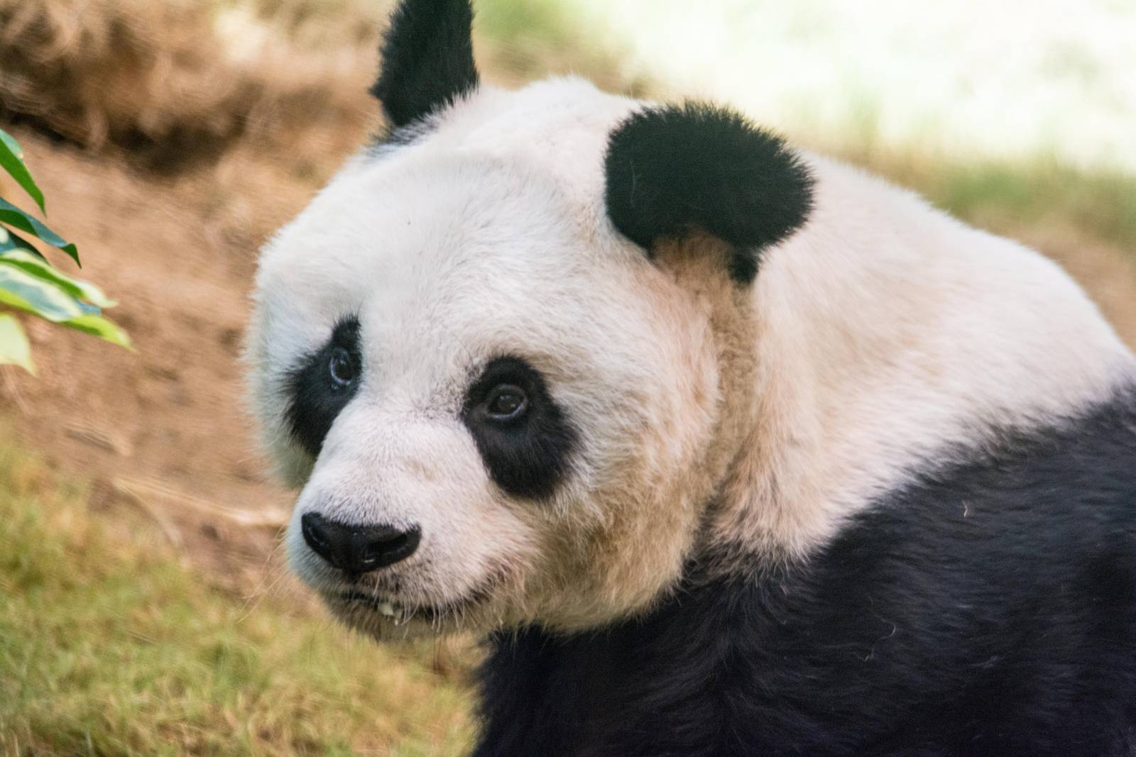 Giant Panda - Ailuropoda melanoleuca