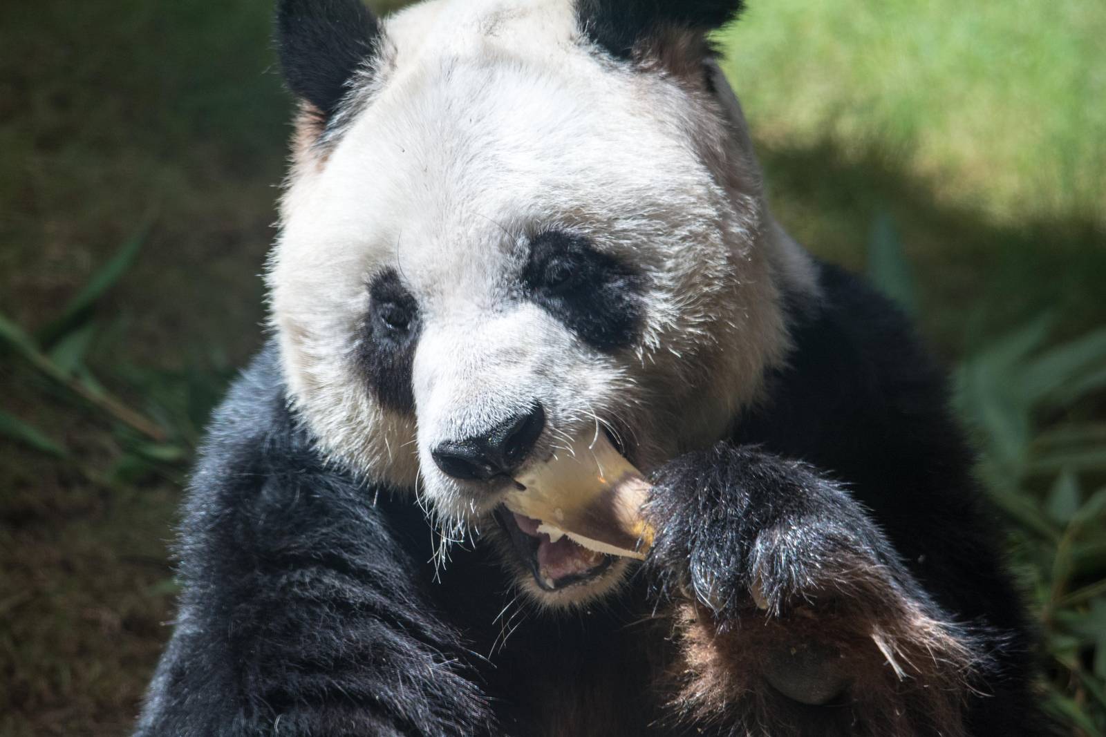 Giant Panda - Ailuropoda melanoleuca