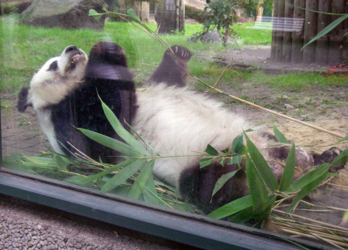 Giant Panda (Ailuropoda melanoleuca)