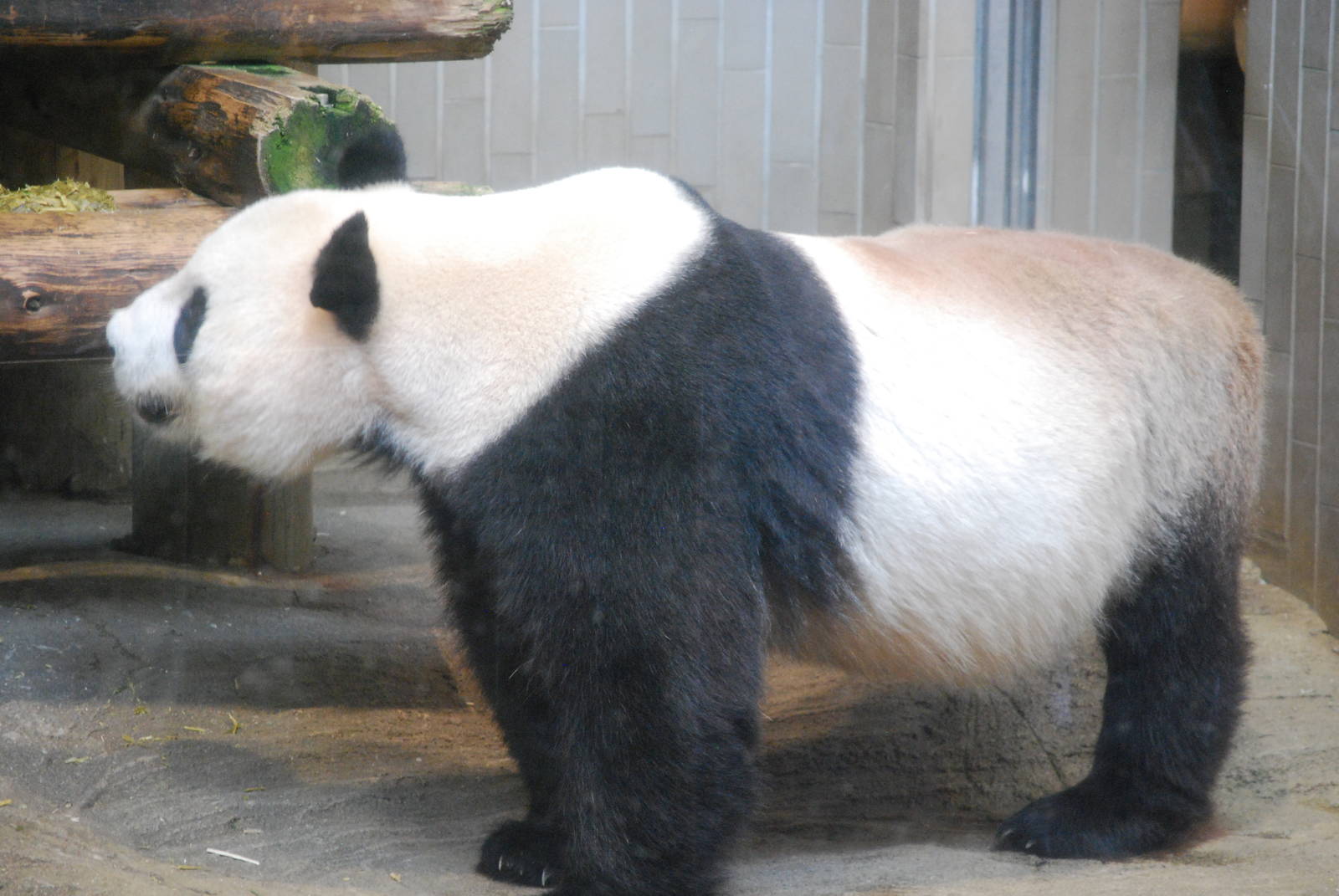 Giant panda (Ailuropoda melanoleuca)