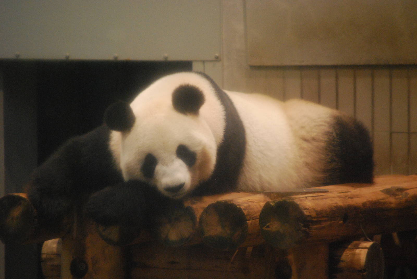 Giant panda (Ailuropoda melanoleuca)
