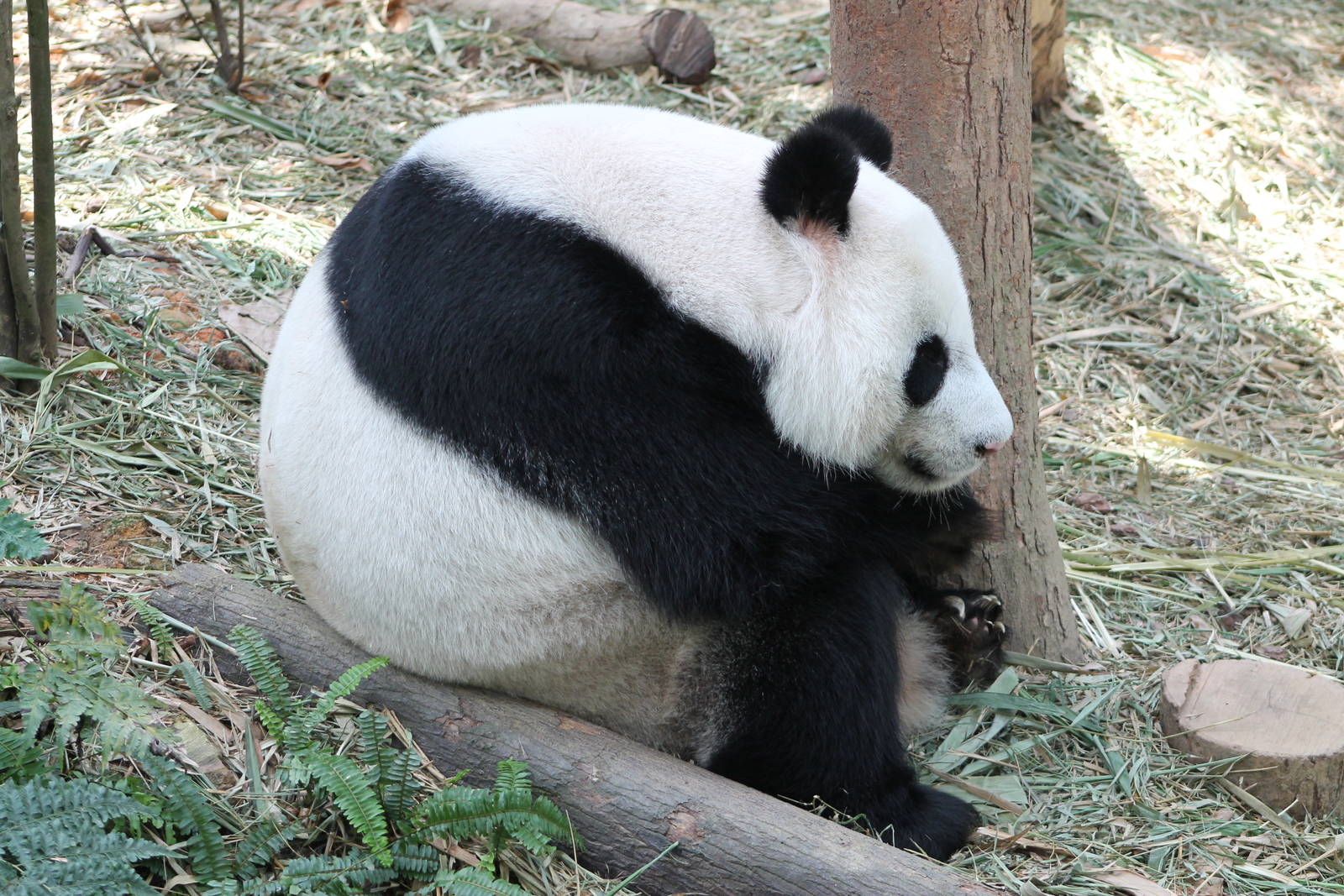 giant panda (Ailuropoda melanoleuca)