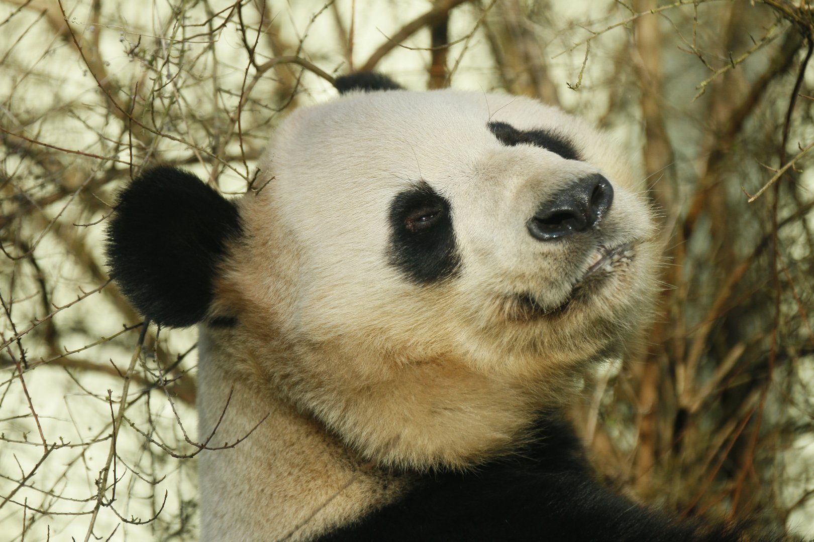 Giant panda (Ailuropoda melanoleuca)