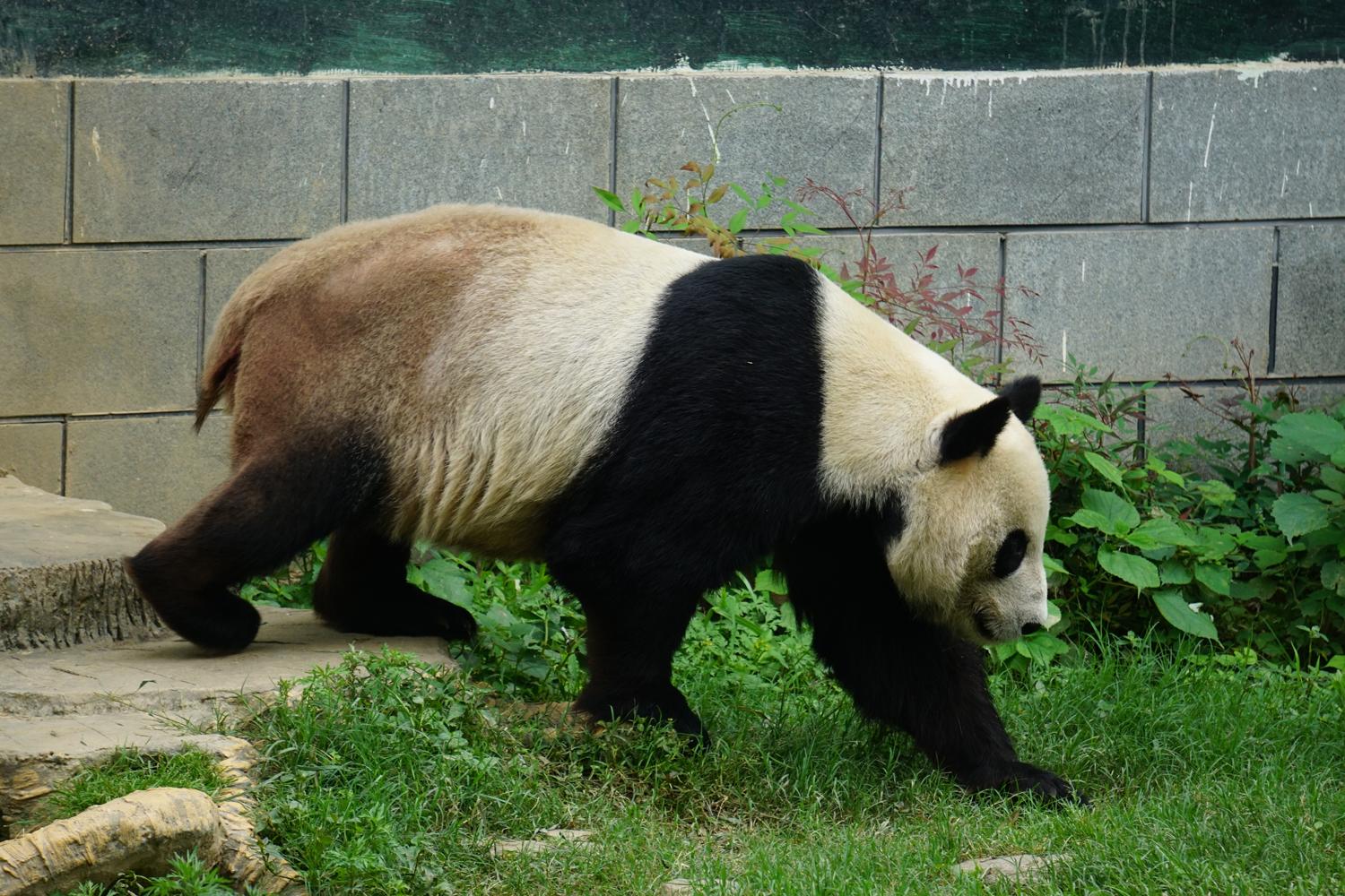 Giant panda (Ailuropoda melanoleuca)