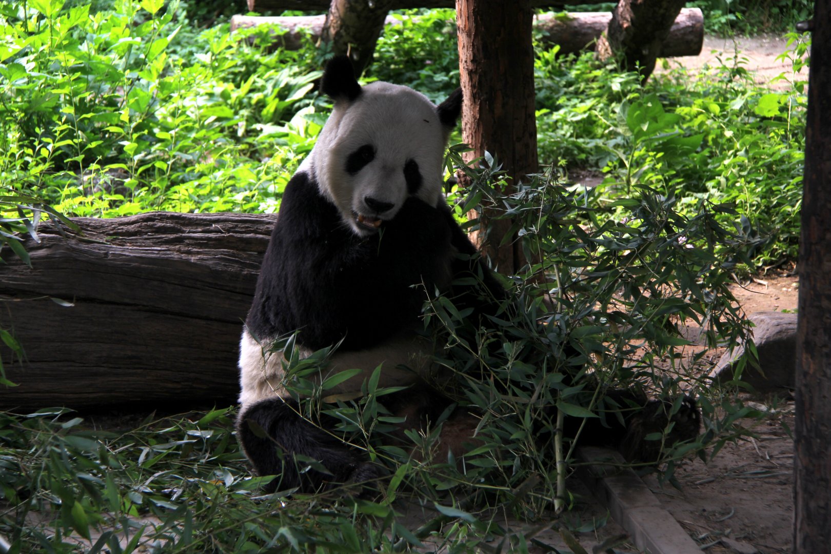 giant panda (Ailuropoda melanoleuca)