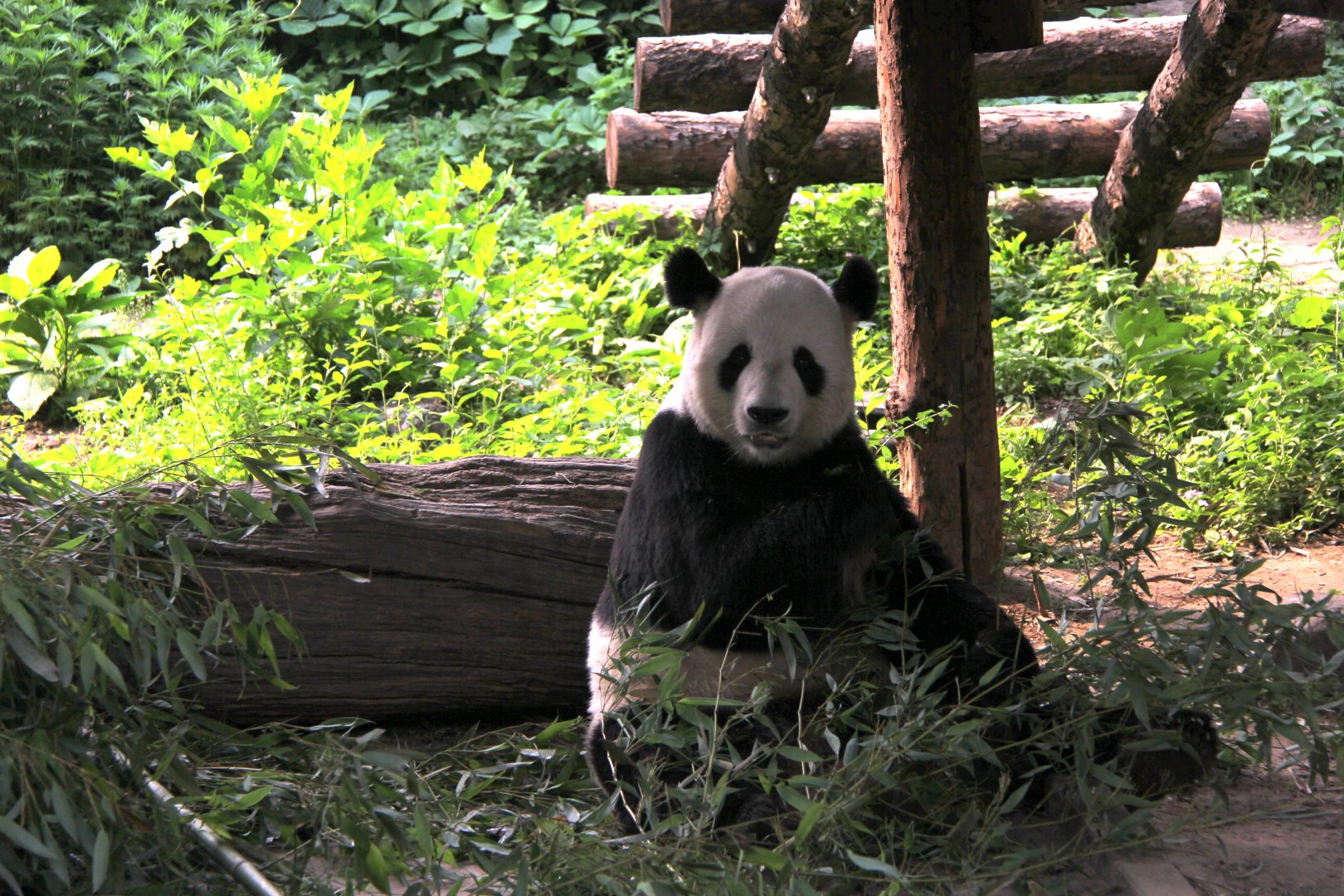 giant panda (Ailuropoda melanoleuca)