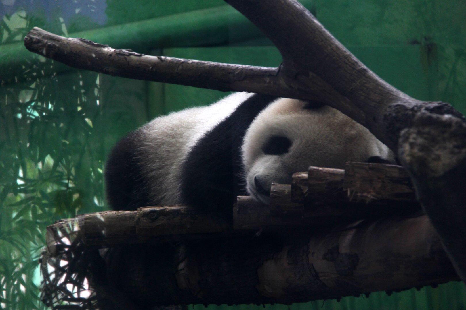 giant panda (Ailuropoda melanoleuca)