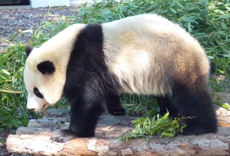Giant panda (Ailuropoda melanoleuca)