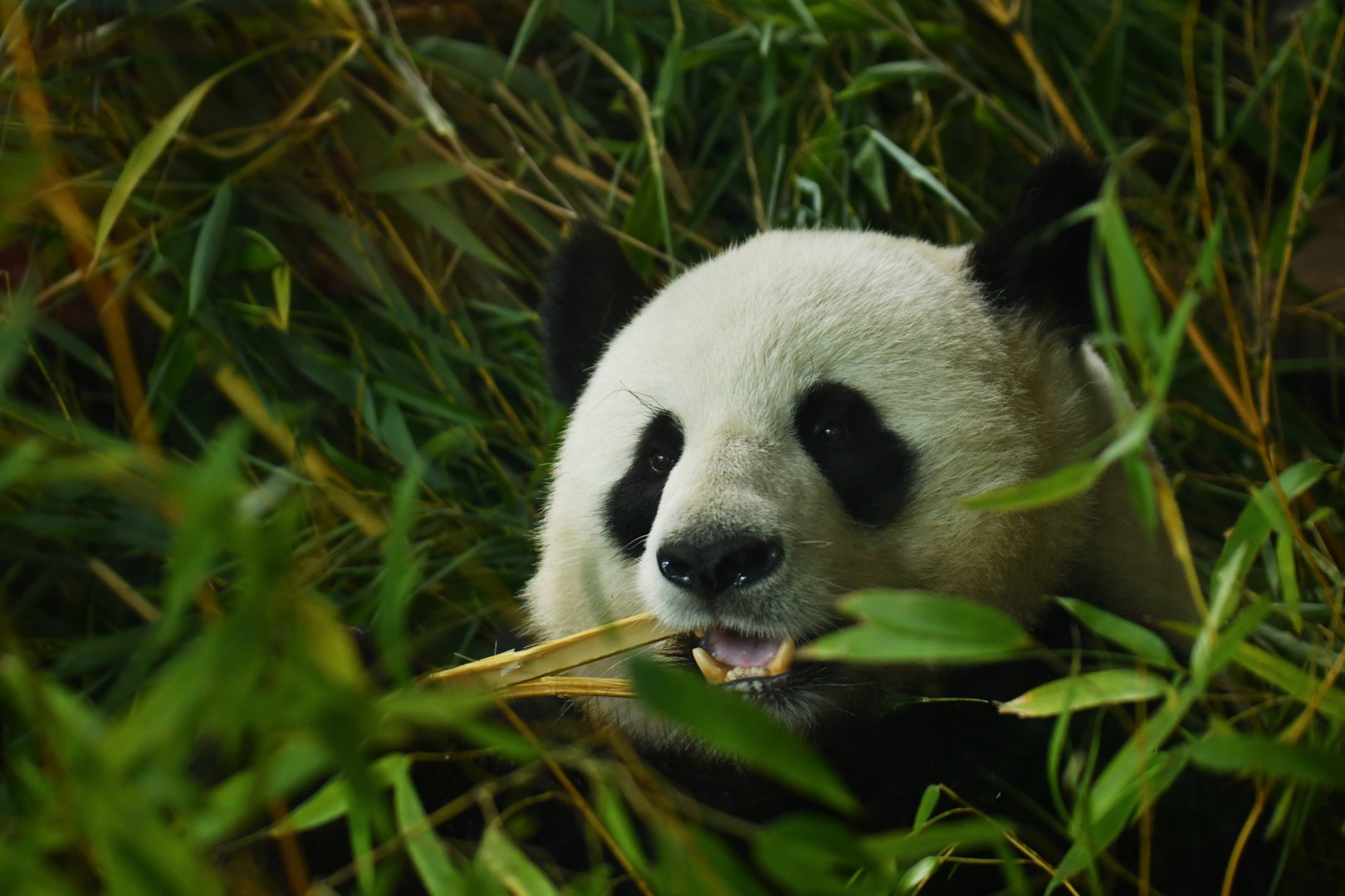 Giant panda (Ailuropoda melanoleuca)