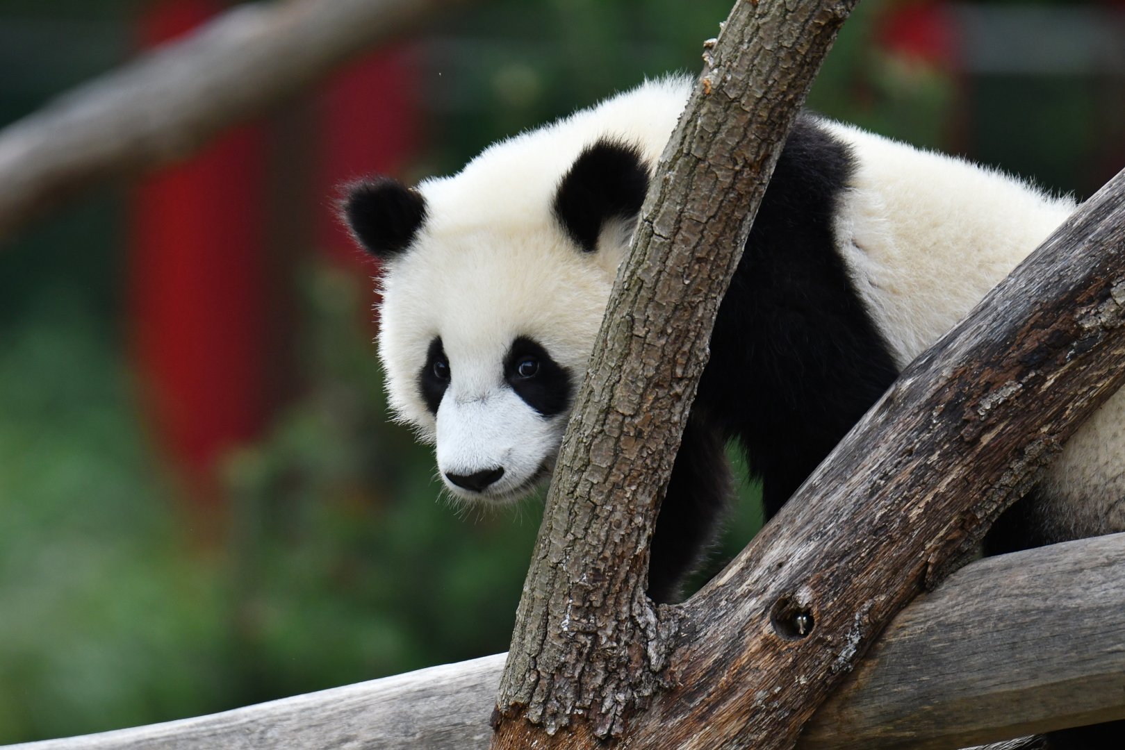 Giant panda (Ailuropoda melanoleuca)