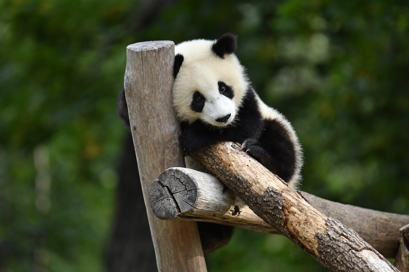 Giant panda (Ailuropoda melanoleuca)