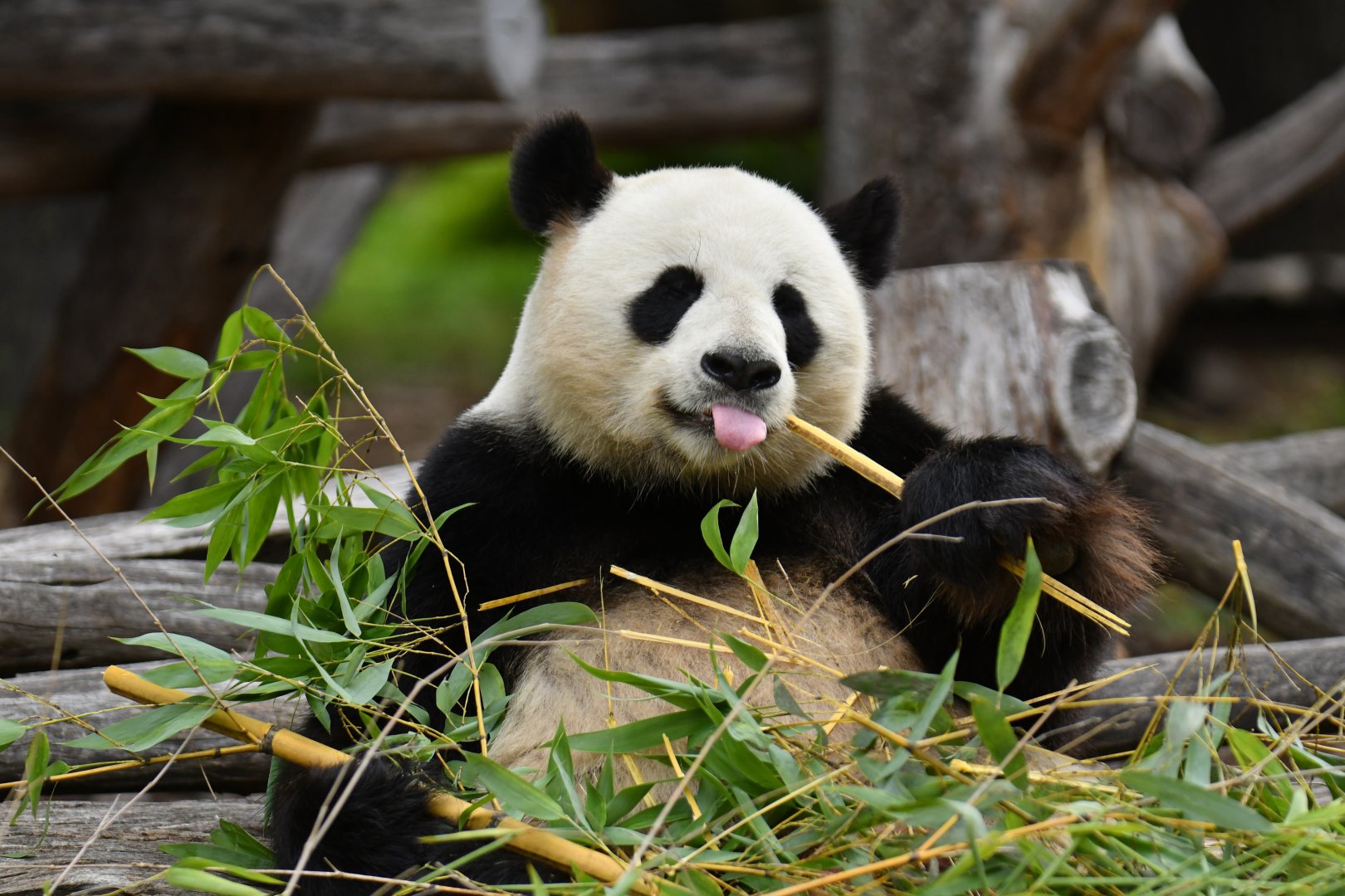 Giant panda (Ailuropoda melanoleuca)