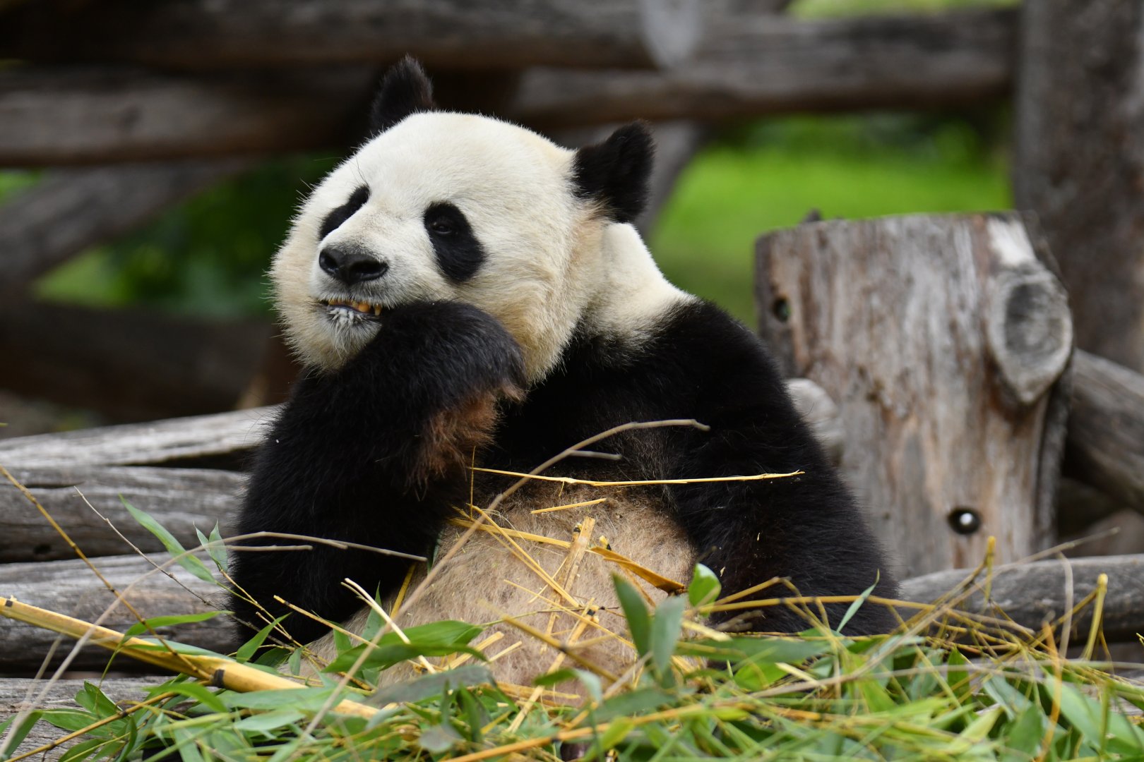 Giant panda (Ailuropoda melanoleuca)