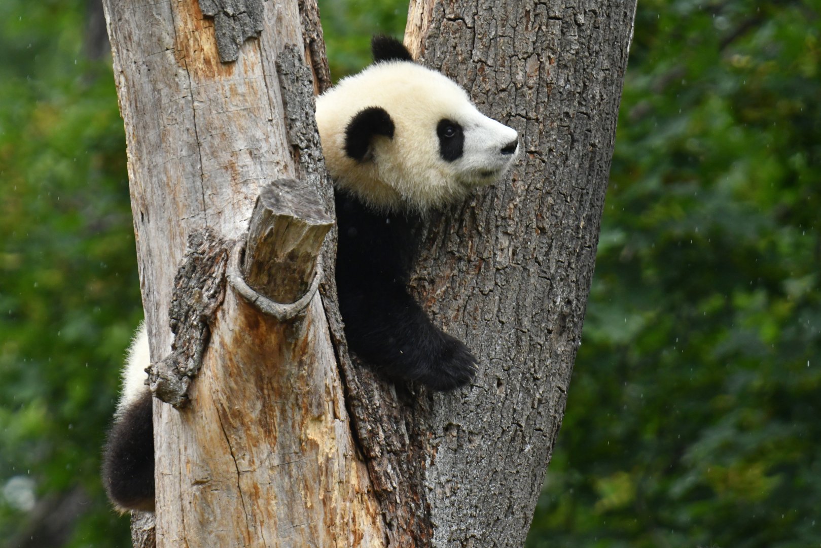 Giant panda (Ailuropoda melanoleuca)
