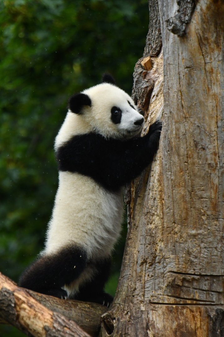 Giant panda (Ailuropoda melanoleuca)