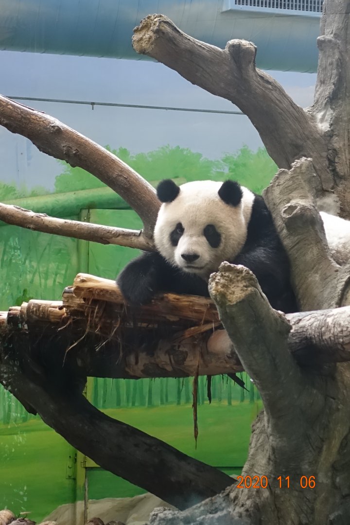 Giant Panda (Ailuropoda melanoleuca)