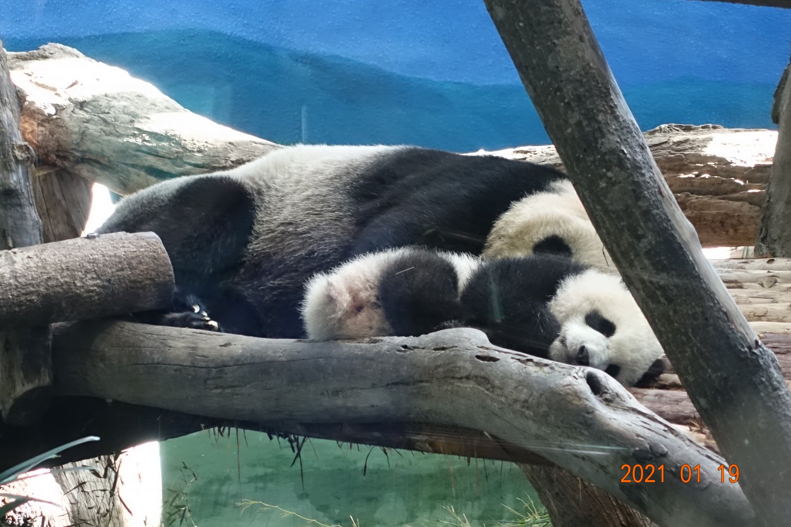 Giant Panda (Ailuropoda melanoleuca)