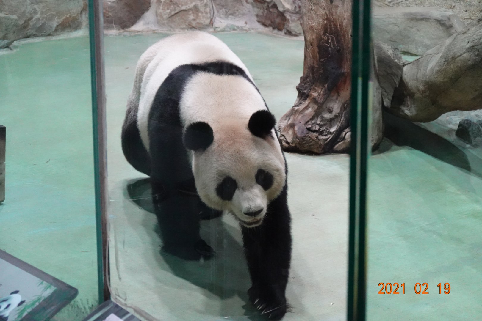 Giant Panda (Ailuropoda melanoleuca)