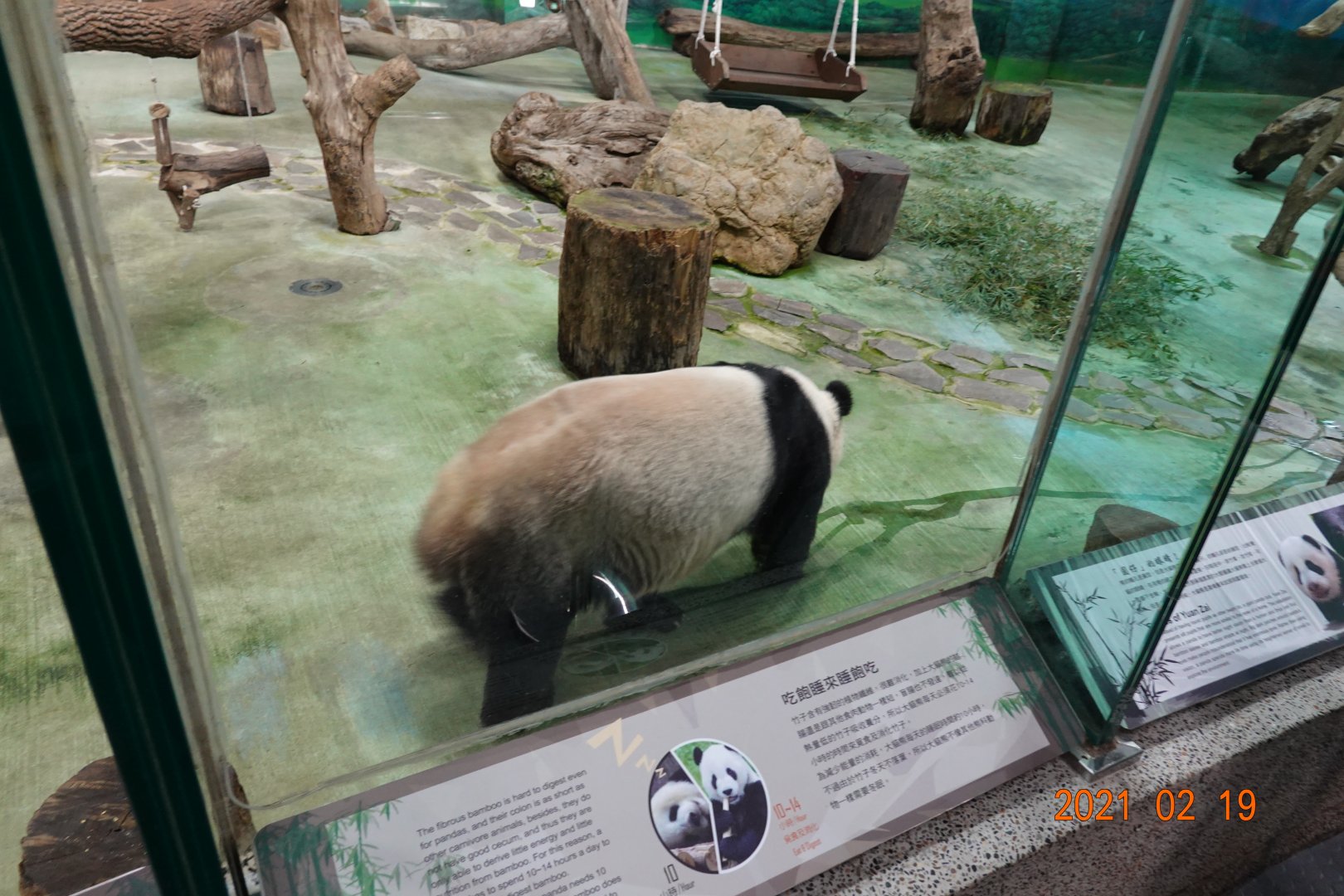 Giant Panda (Ailuropoda melanoleuca)