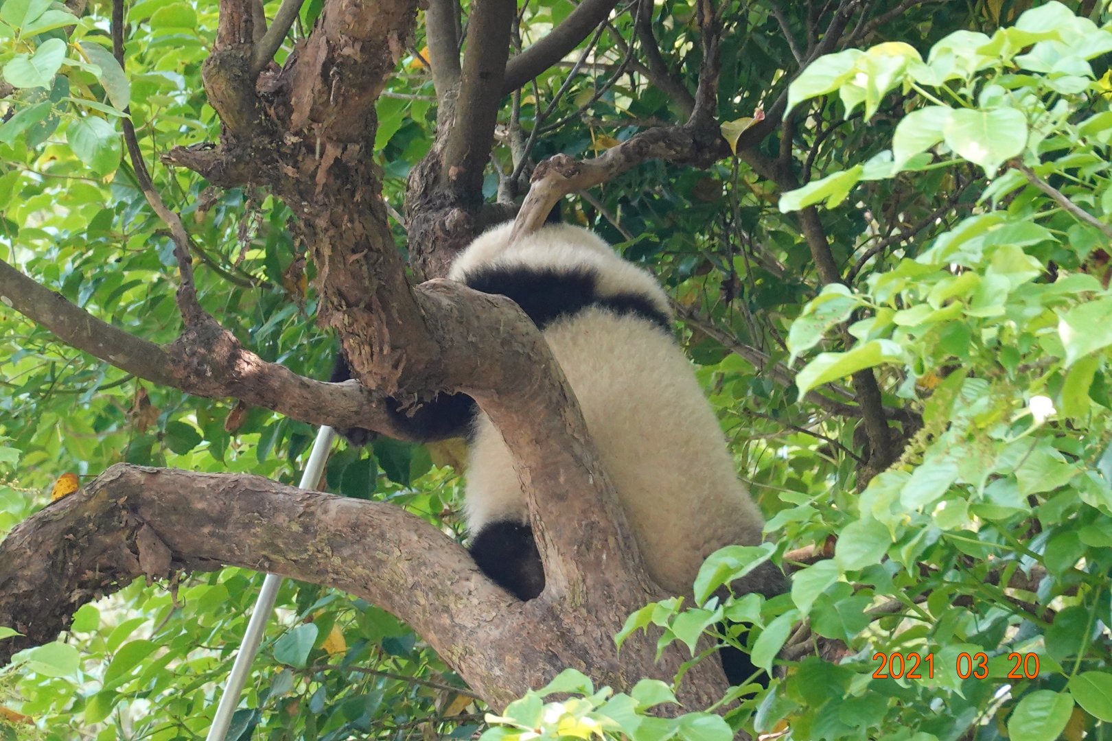 Giant Panda (Ailuropoda melanoleuca)