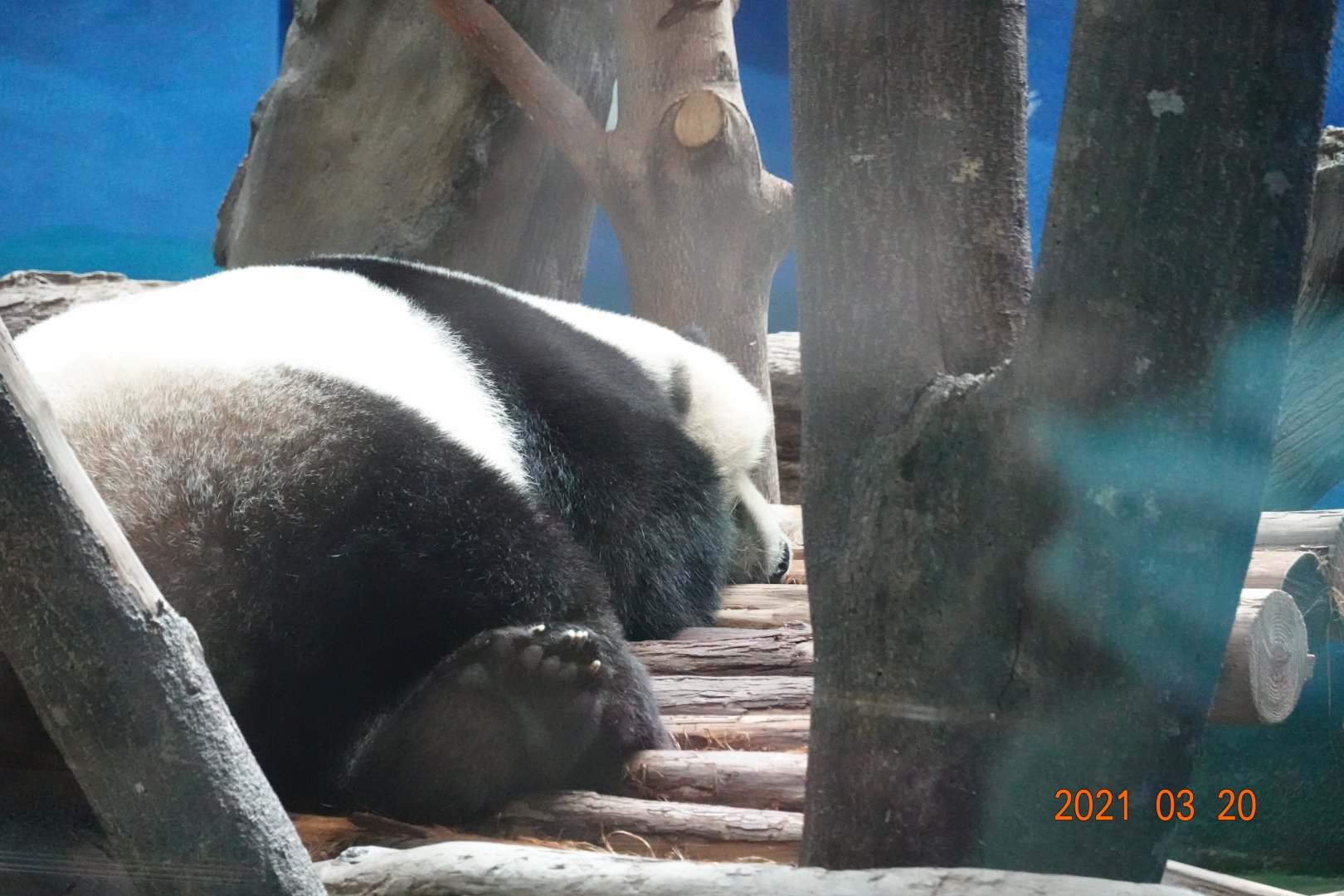 Giant Panda (Ailuropoda melanoleuca)