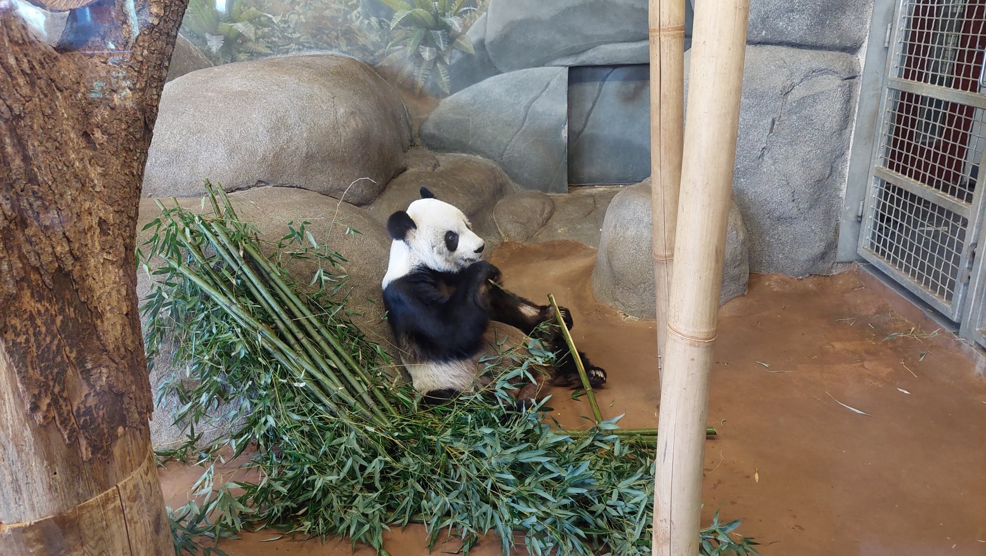 Giant Panda (Ailuropoda melanoleuca)