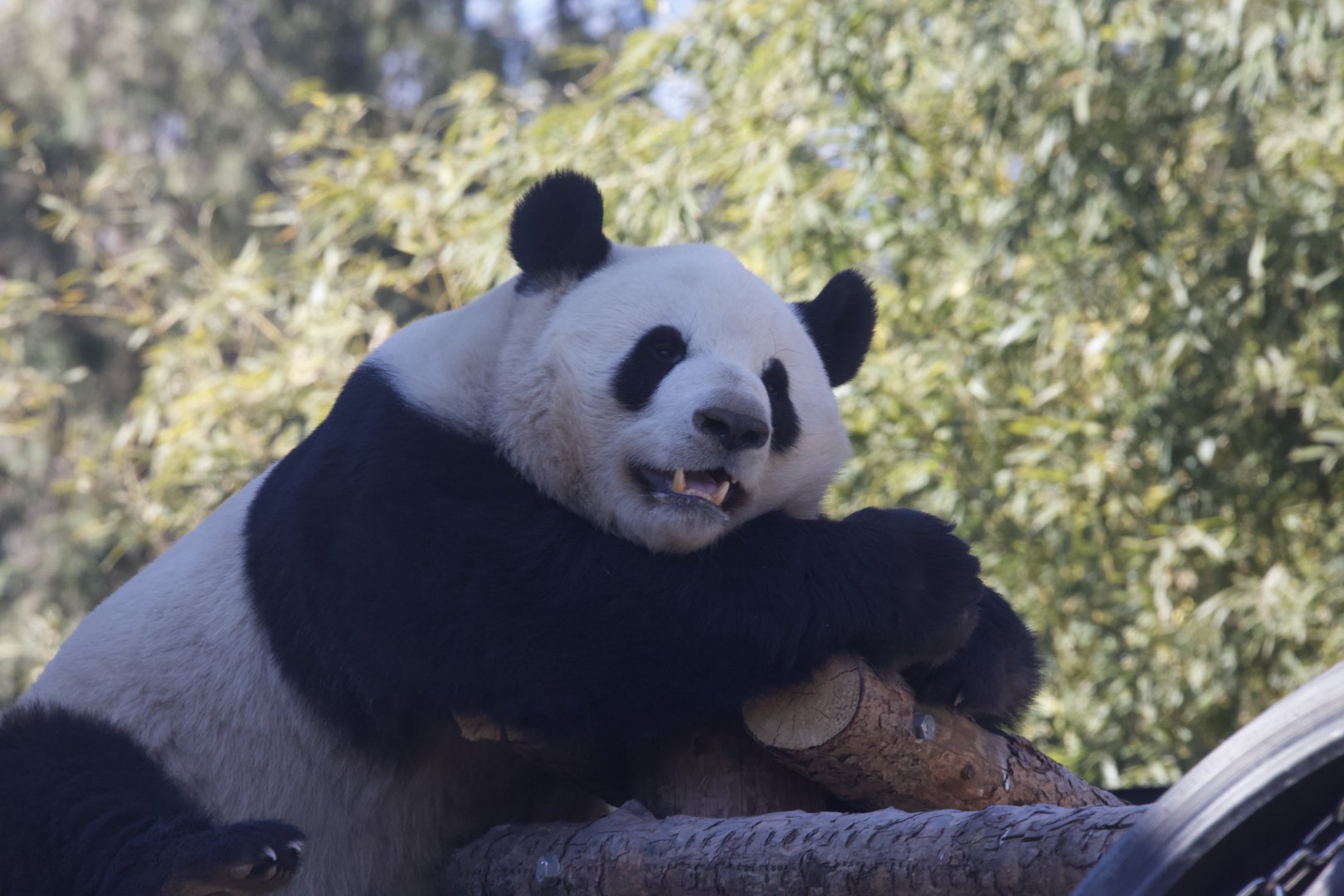 Giant Panda/ Ailuropoda melanoleuca