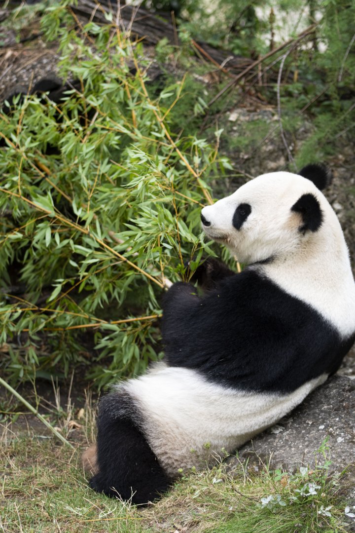 Giant panda (Ailuropoda melanoleuca)