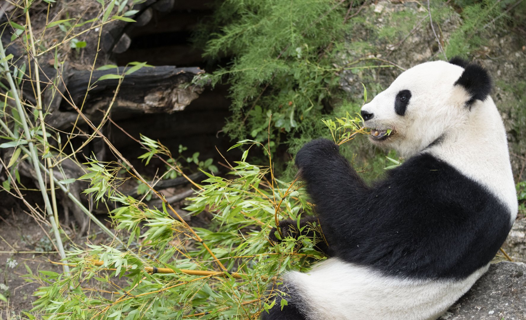 Giant panda (Ailuropoda melanoleuca)
