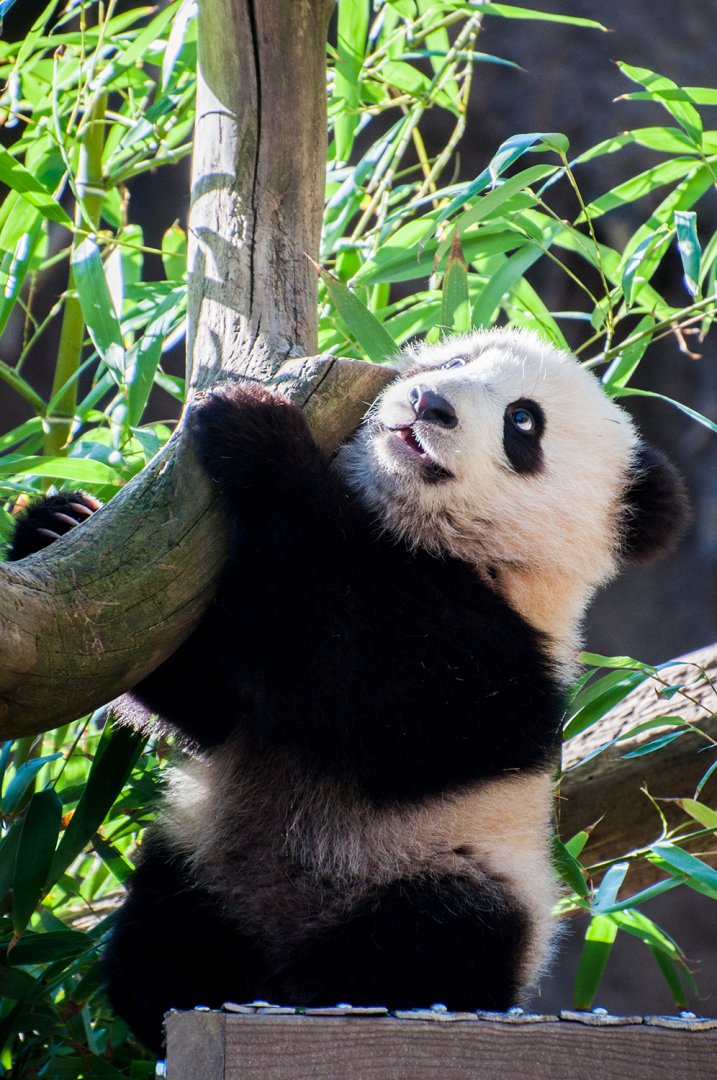 Giant panda (Ailuropoda melanoleuca)