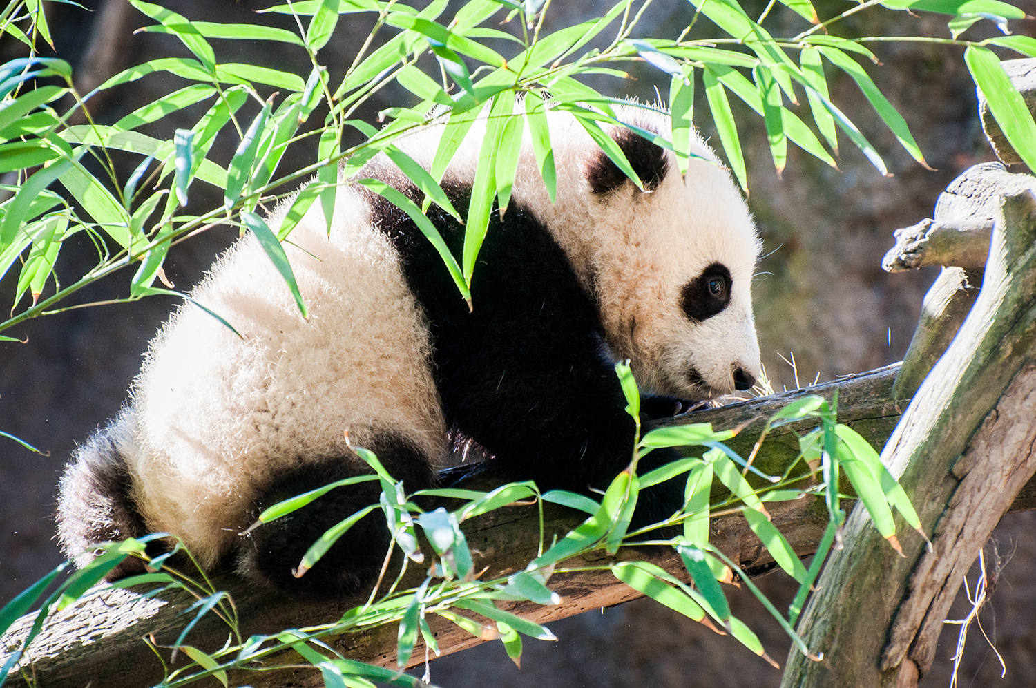 Giant panda (Ailuropoda melanoleuca)