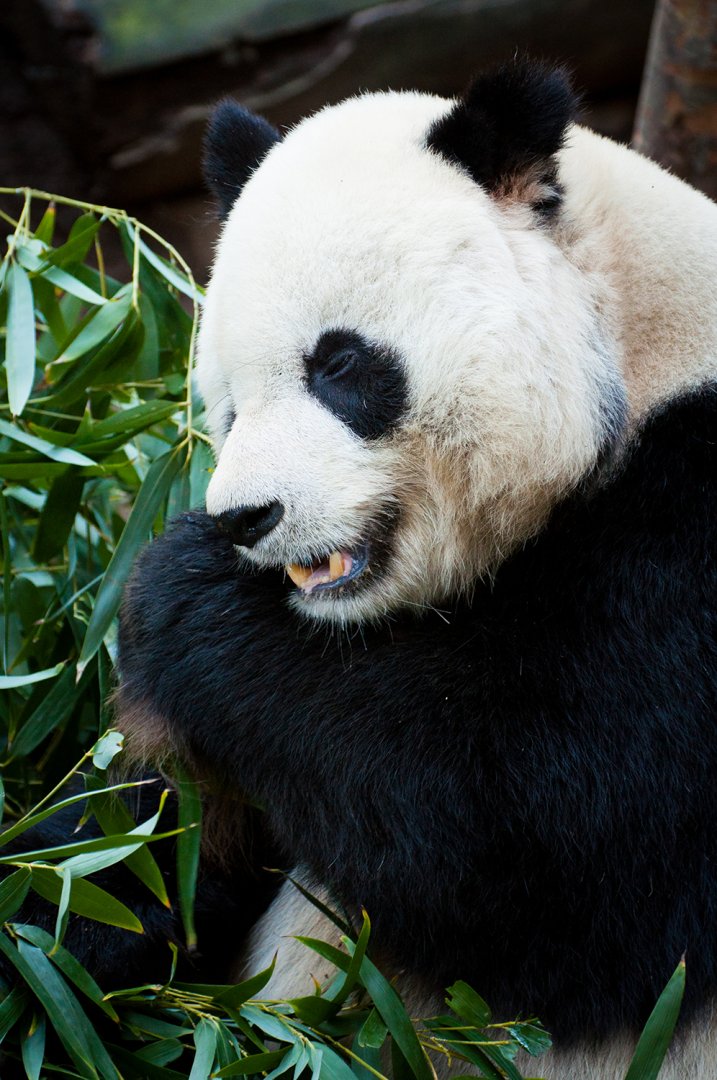 Giant panda (Ailuropoda melanoleuca)