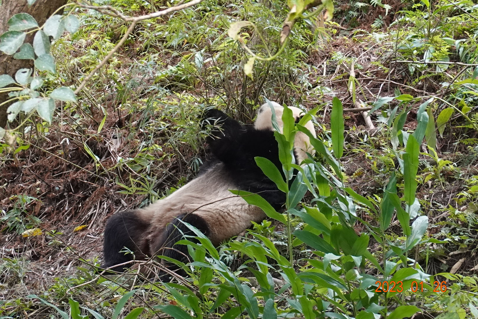 Giant Panda (Ailuropoda melanoleuca)
