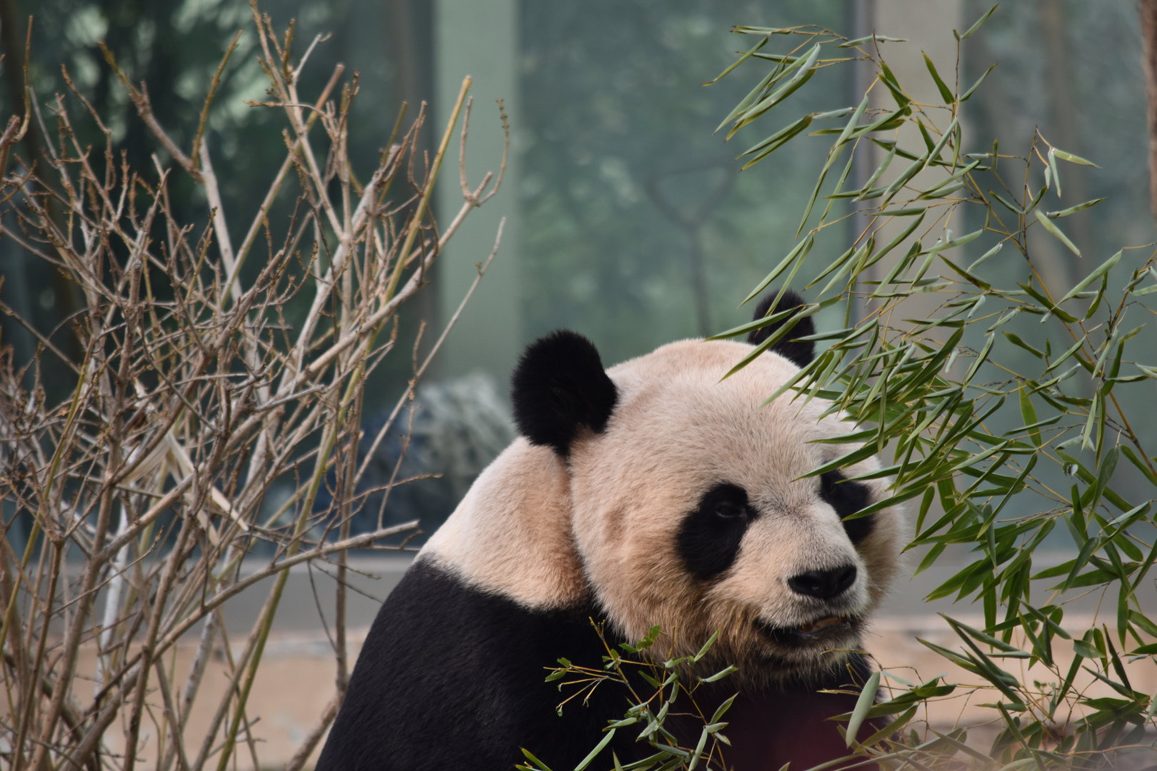 giant panda (Ailuropoda melanoleuca)