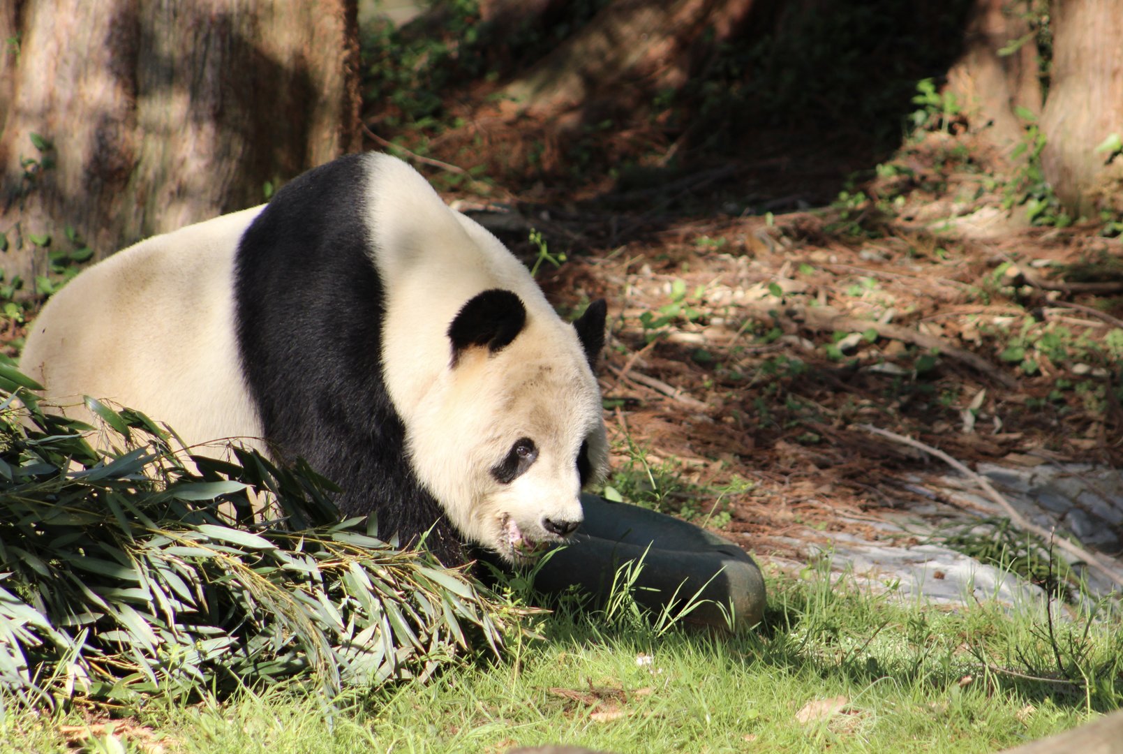 Giant Panda (Ailuropoda melanoleuca)