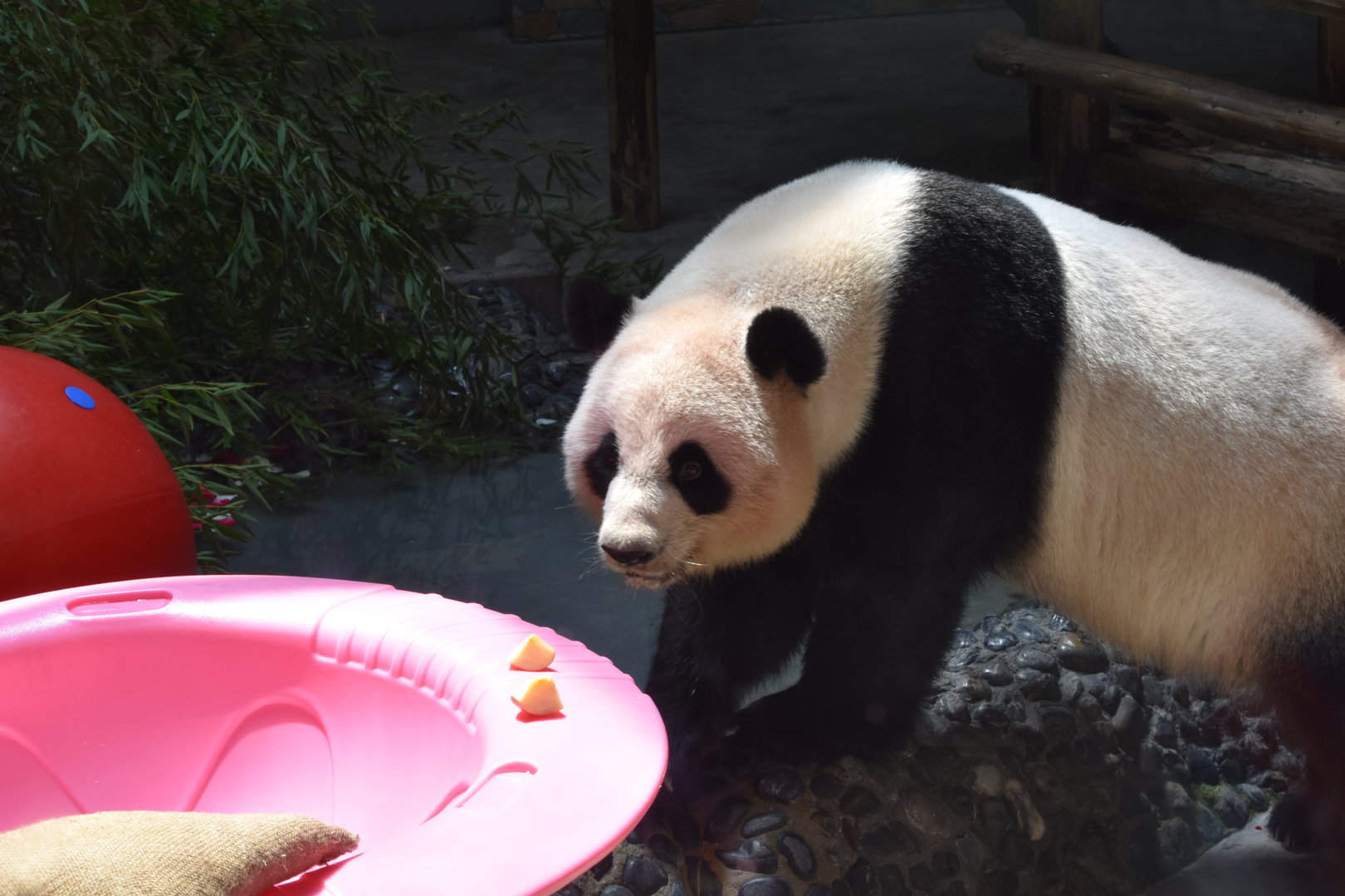 Giant panda (Ailuropoda melanoleuca)