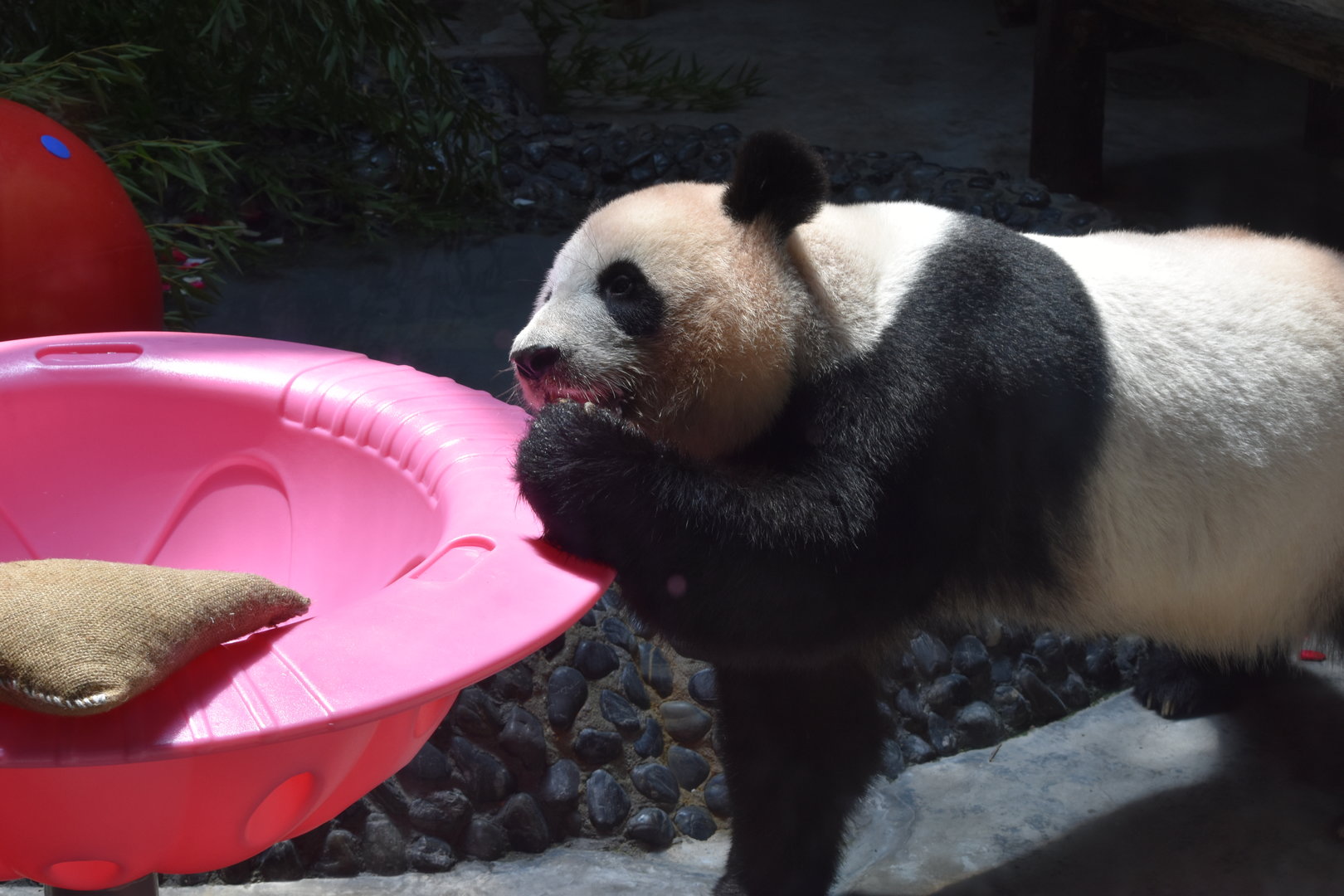 Giant panda (Ailuropoda melanoleuca)