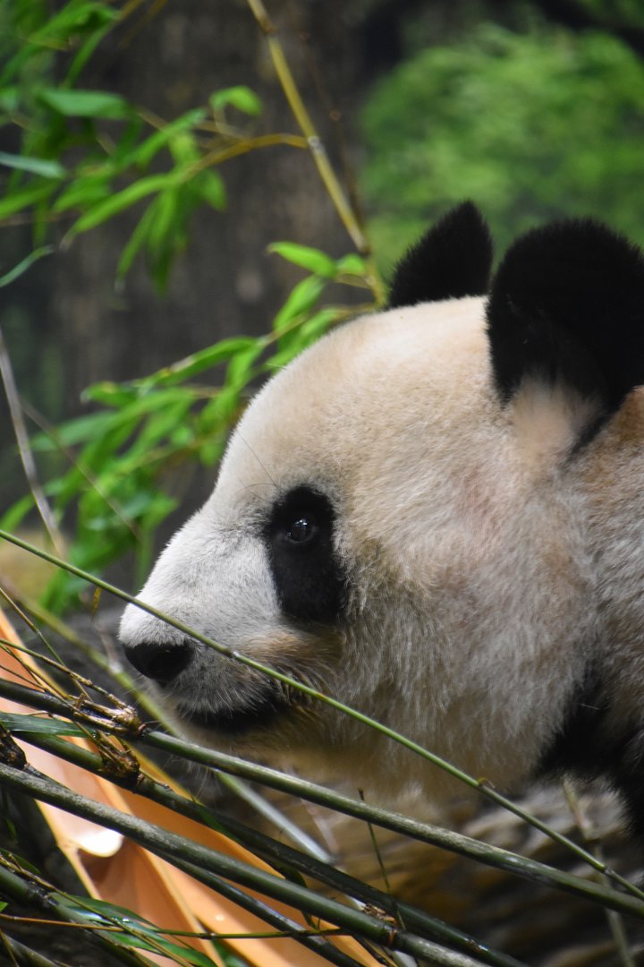 Giant panda (Ailuropoda melanoleuca)