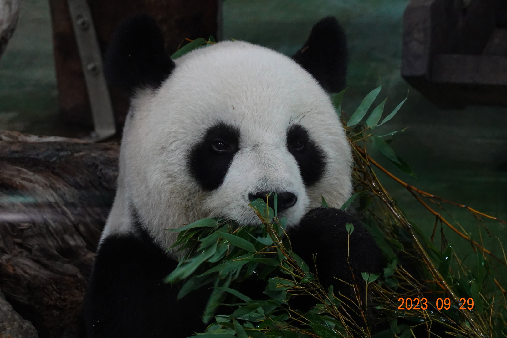Giant Panda (Ailuropoda melanoleuca)