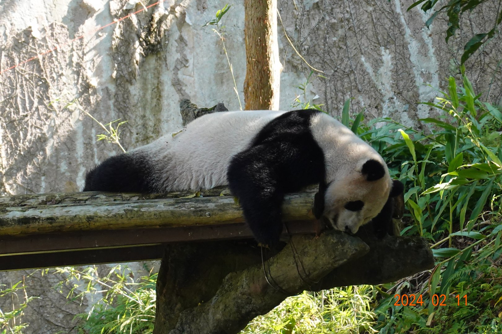 Giant Panda (Ailuropoda melanoleuca)