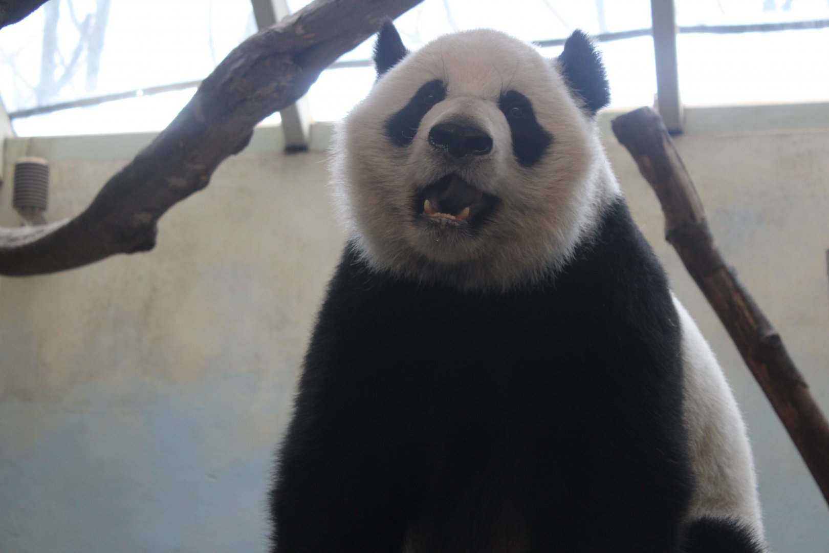 Giant Panda (Ailuropoda melanoleuca)